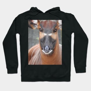 Bongo Hoodie